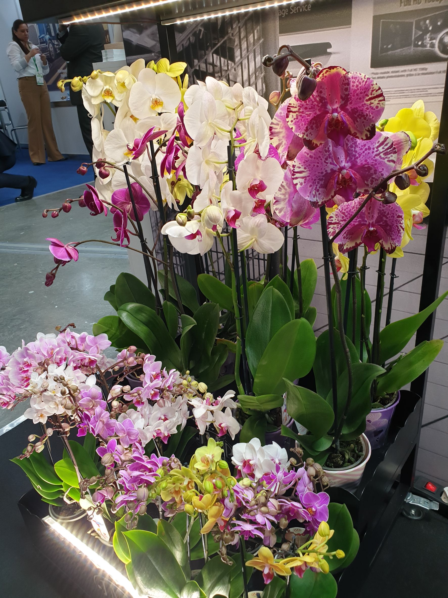 shulong taiwan orchid phalaenopsis russia