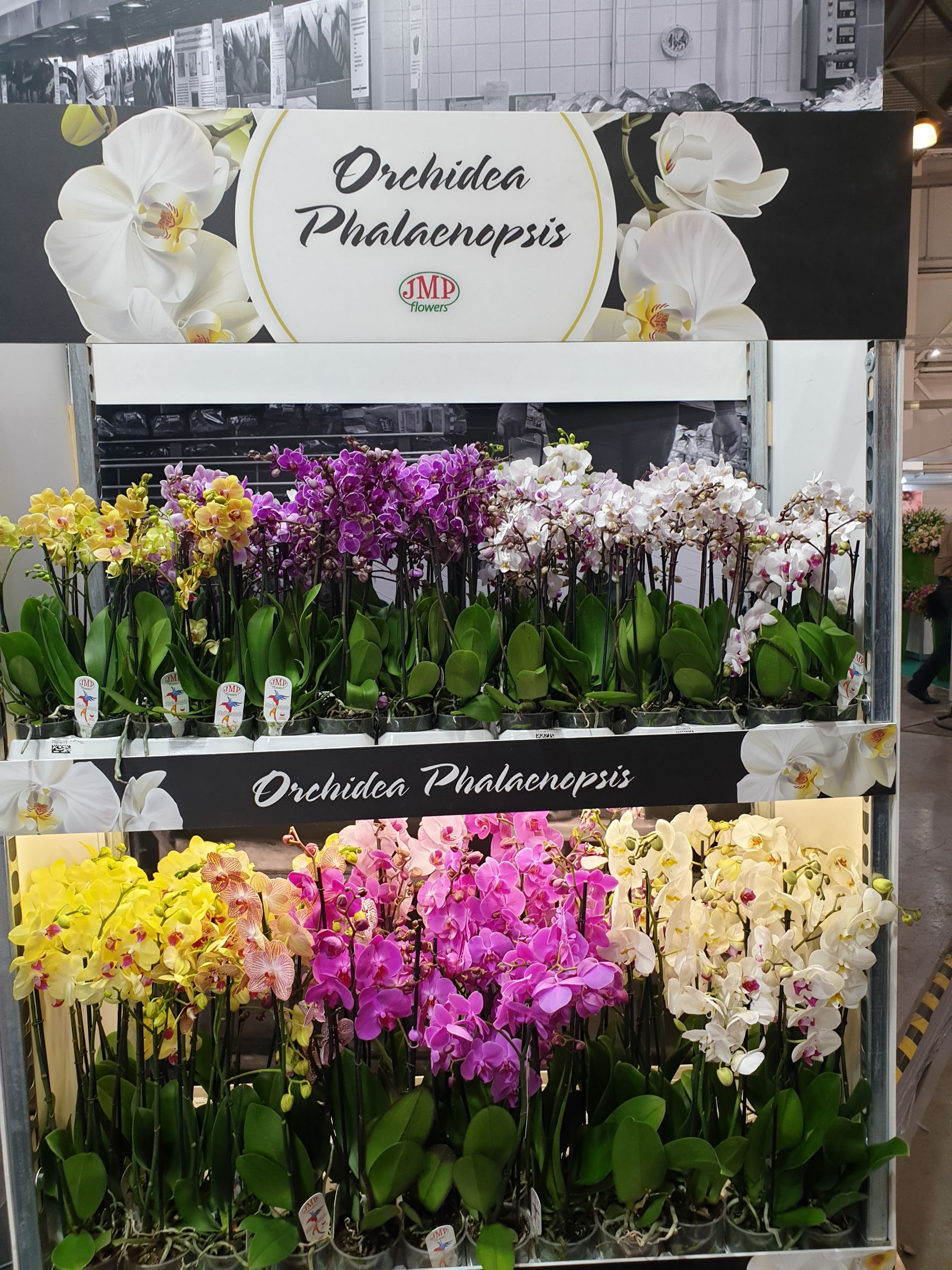 shulong taiwan orchid phalaenopsis russia