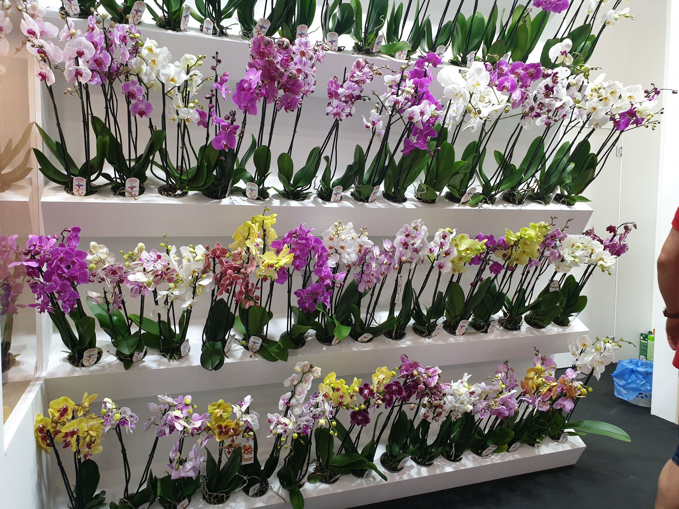 shulong taiwan orchid phalaenopsis russia